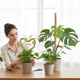 2 Pieces 4MM Width Bendable Coir Pole for Climbing Plants Growth(60cm)